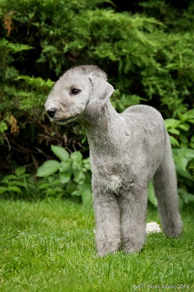 2014-08-08 Cherry-9402-1.jpg - 15 Wochen / 15 weeks